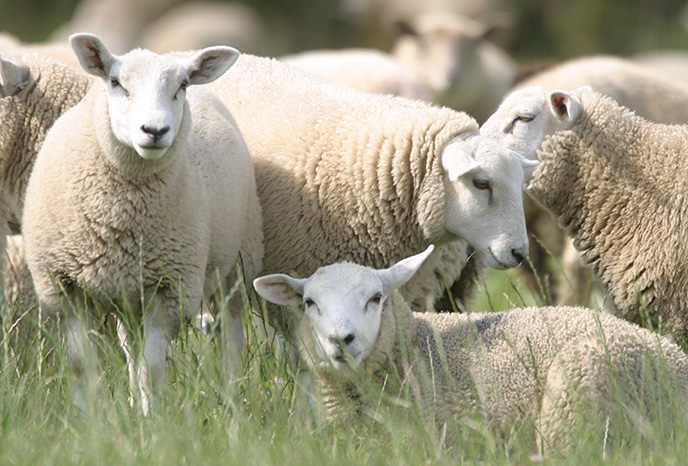 Irish Country Meats - lots of sheep in a grassy meadow