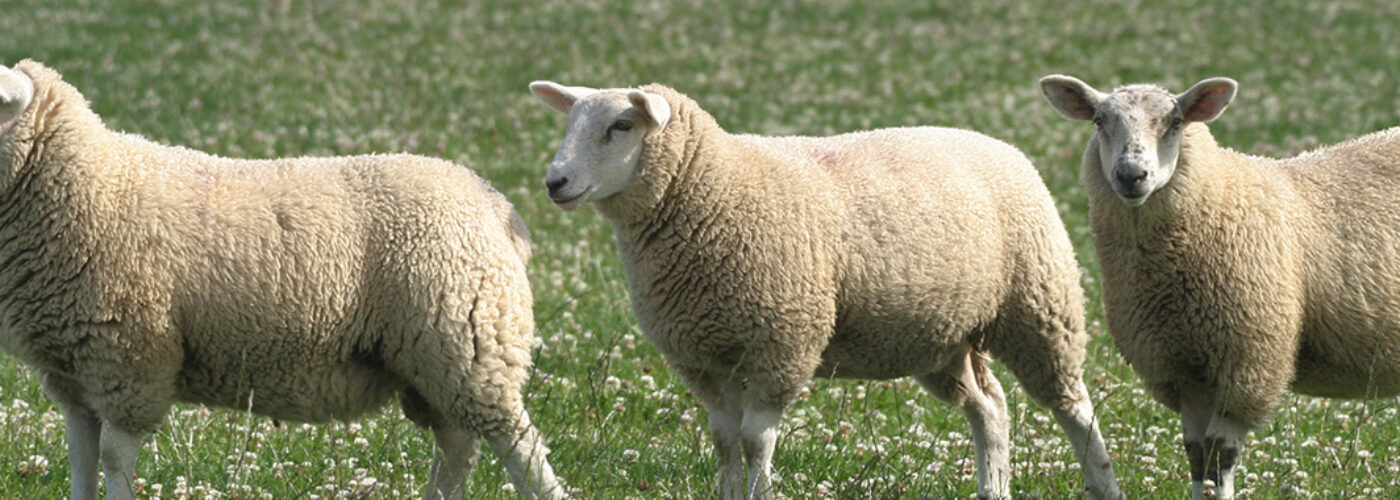 Irish Country Meats - three sheep standing in a field of clover