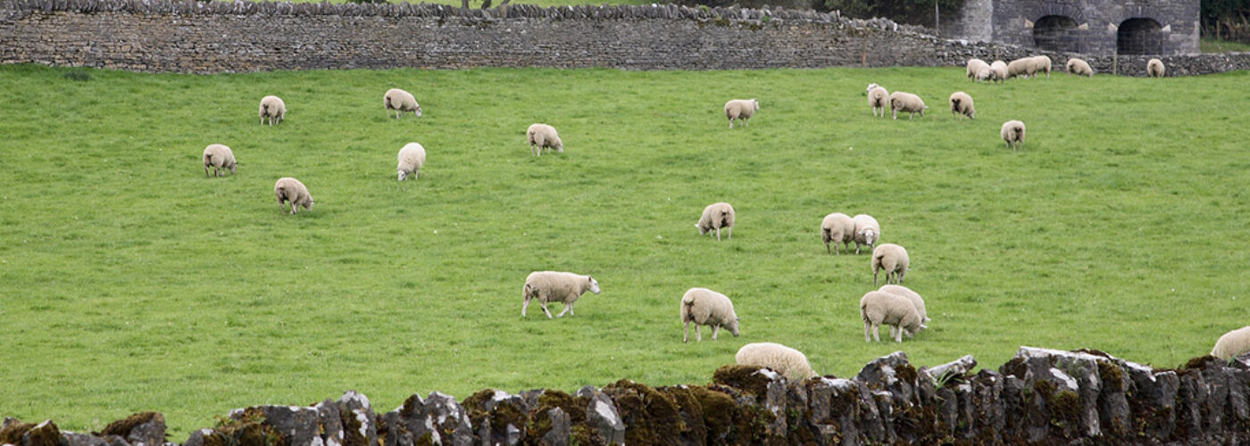 Irish Country Meats - sheep and lambs in a field