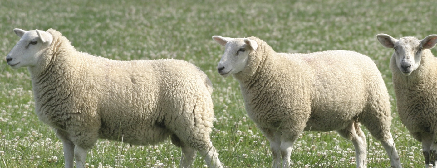 Irish county meats grazing lamb