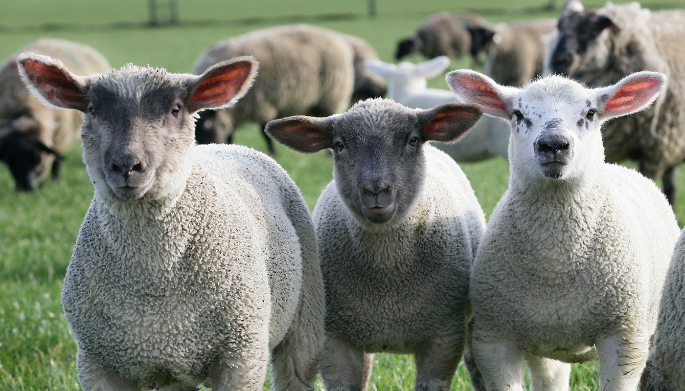 Irish Country Meats - sheep and lambs in a field - three looking at camera
