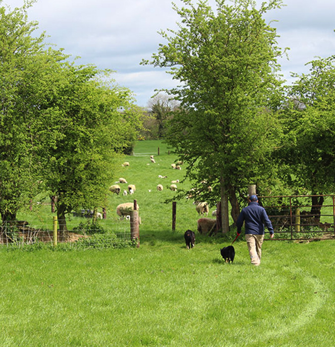 Irish Country Meats - a farmer with his dogs entering a field containing sheep and lambs