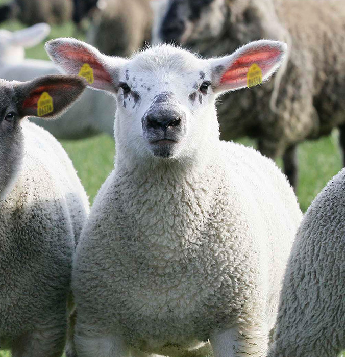 Irish Country Meats - a fluffy lamb looking at the viewer