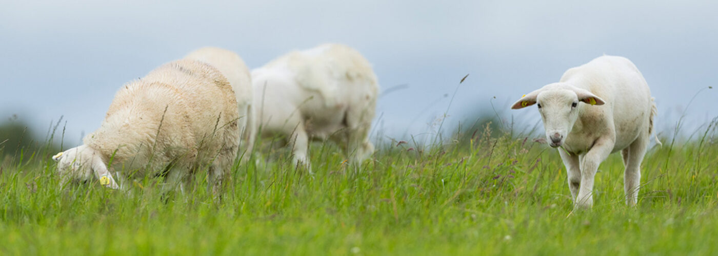 Irish county meats lambs and sheep in a field