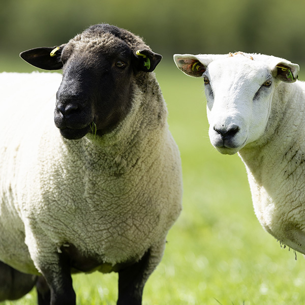 Irish Country Meats Lambs in a field