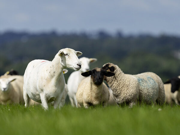 Irish Country Meats Lambs in a field