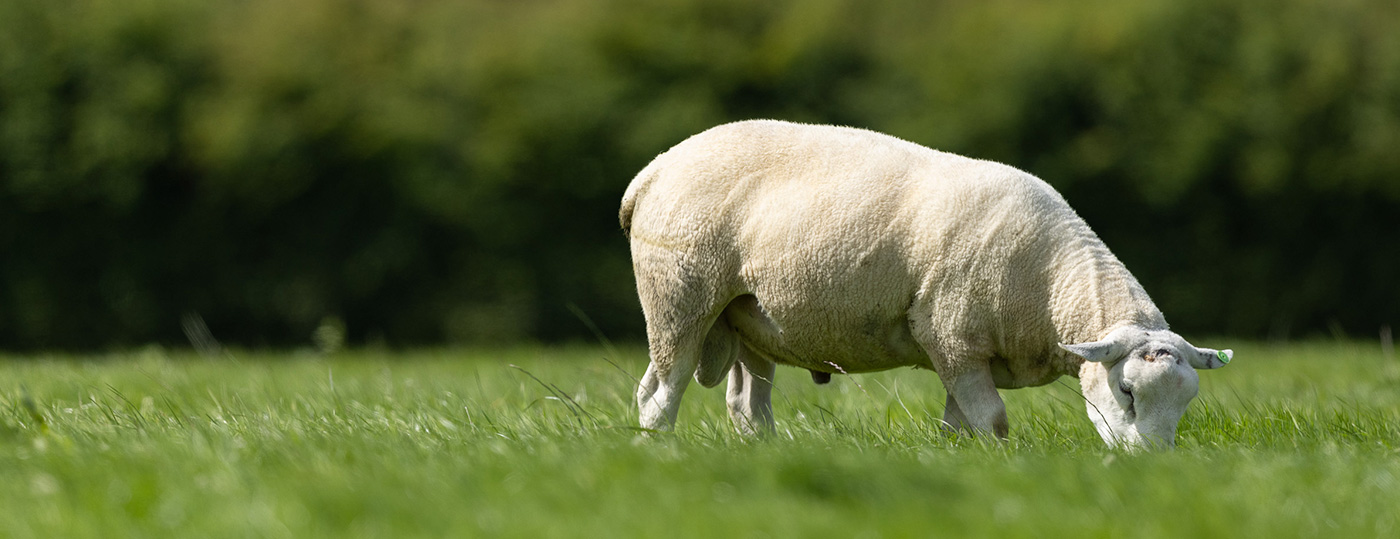 Irish county meats grazing lamb in a field