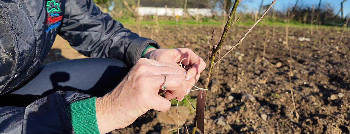 Plant a Tree ABP - 100 million trees project