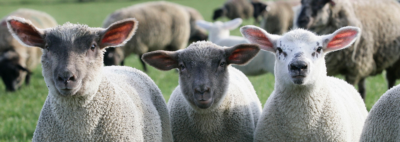 Irish Country Meats - sheep in a field