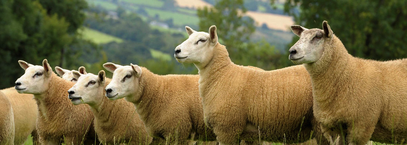 Irish Country Meats - sheep in a field