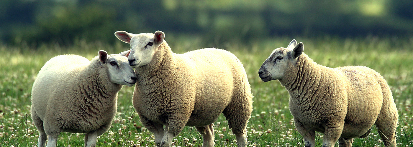 Irish Country Meats - sheep in a field
