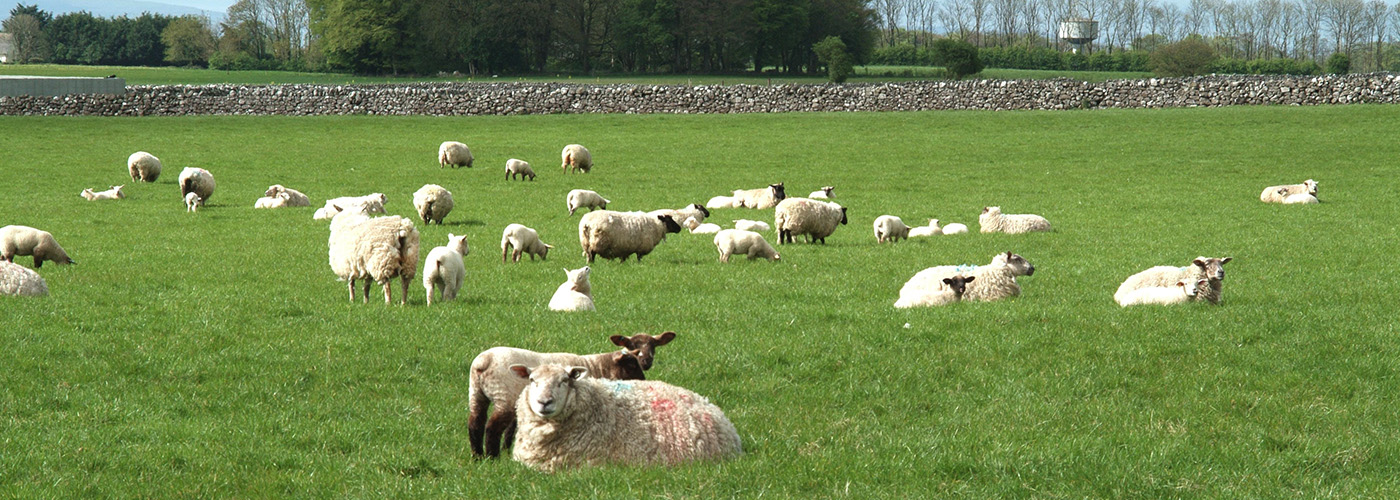 Irish Country Meats - sheep in a field