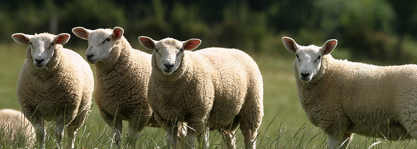 Irish Country Meats - a flock of sheep in a field