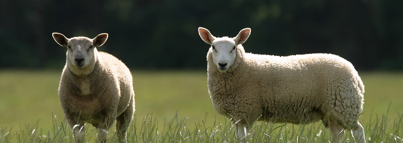 Irish Country Meats - two sheep in a field