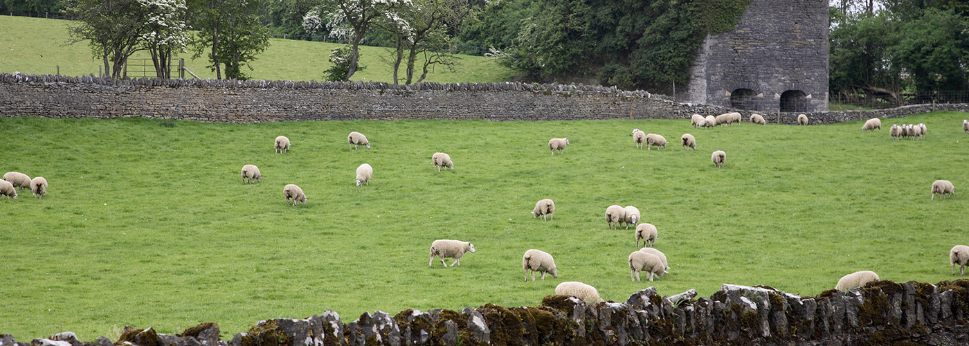Irish Country Meats - a flock of sheep in a field