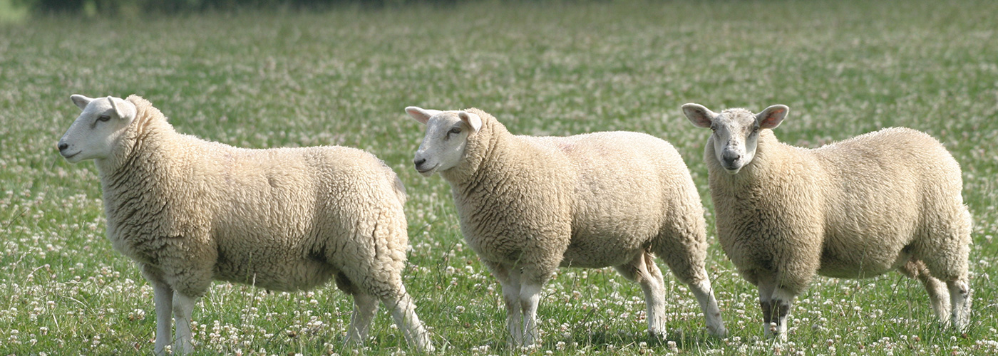 Irish Country Meats - three sheep in a field