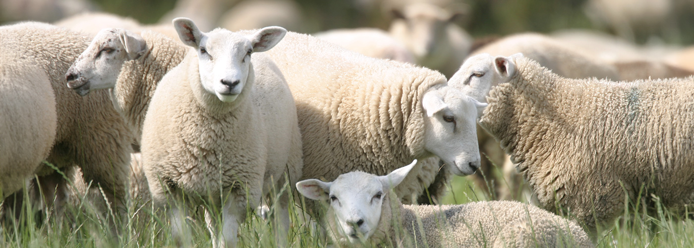 Irish Country Meats - sheep in a field